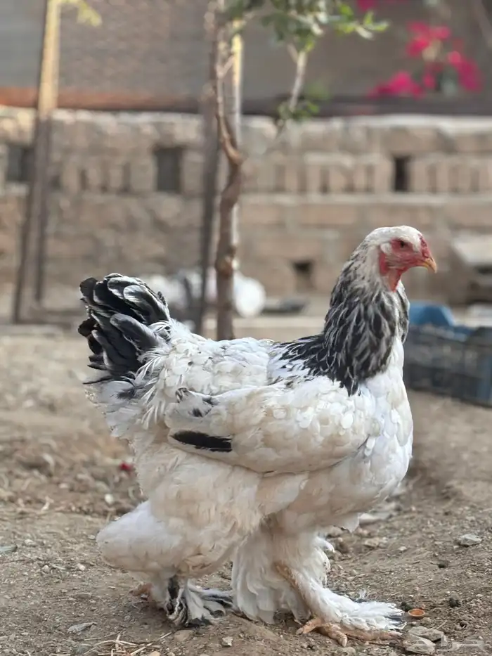 ديك ودجاجتين 4