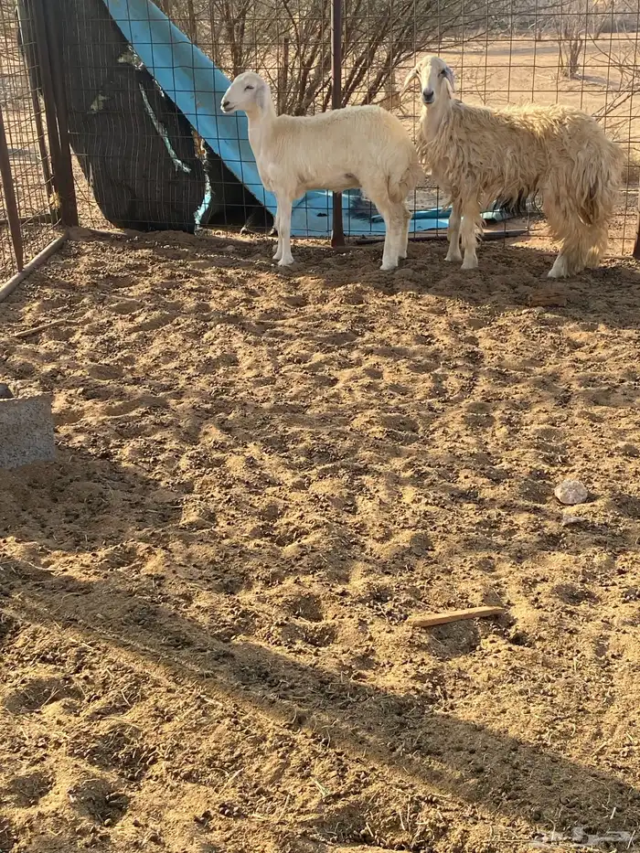 رخال للقناي 3