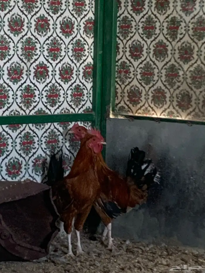 ديكين للبيع العدد  2 2