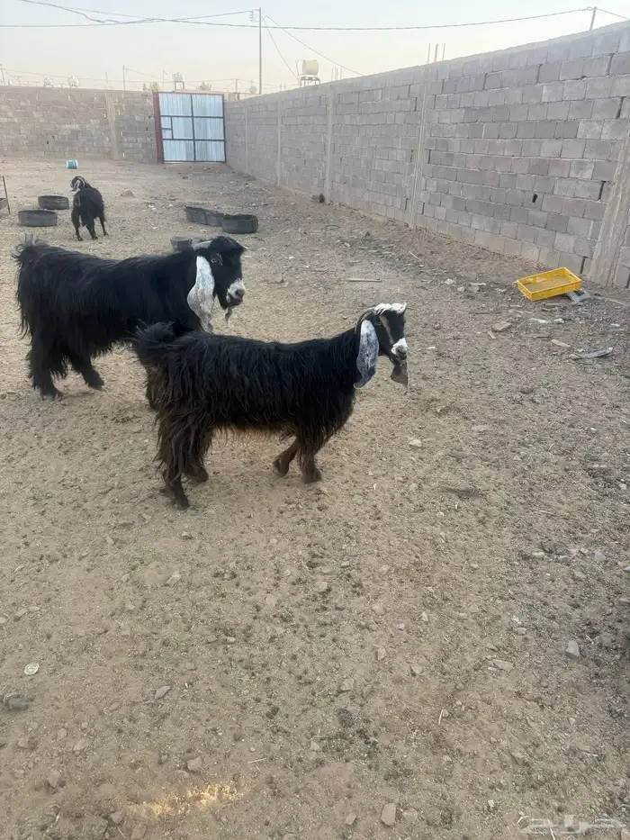 عنز للبيع 1
