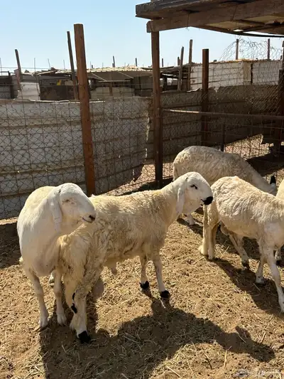 سواكن تربيه من مراحي index