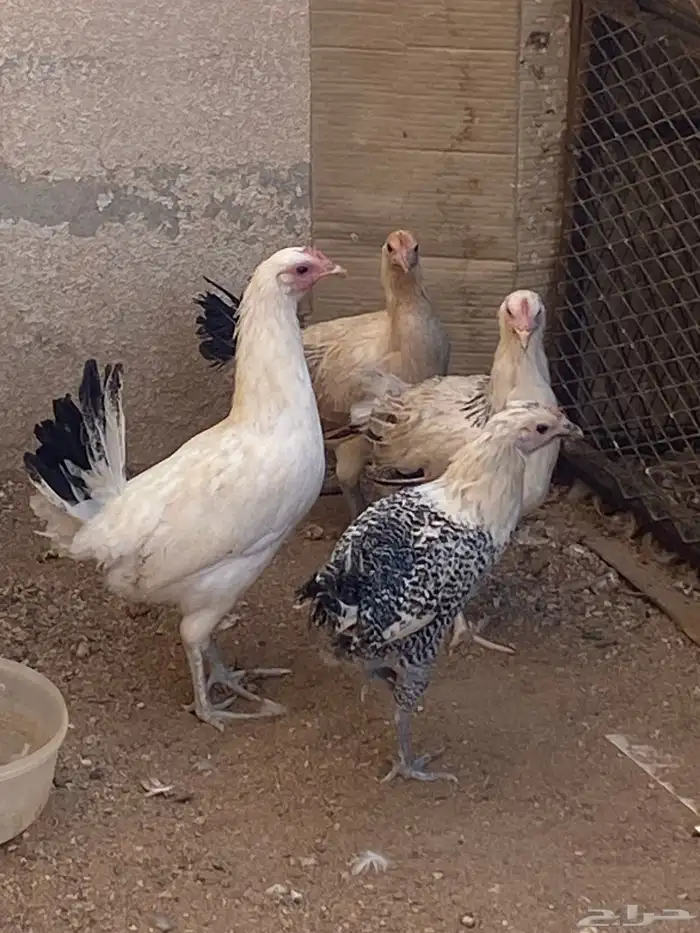 دجاج بلدي وفيومي 2