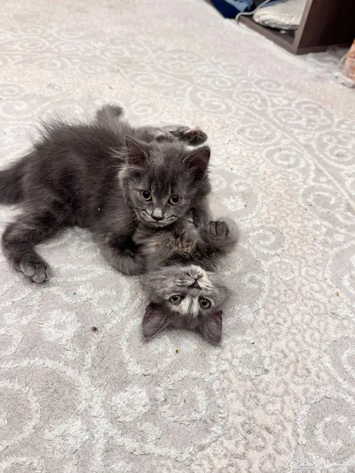 بقطاو - بسه للبيع لعوبين 0