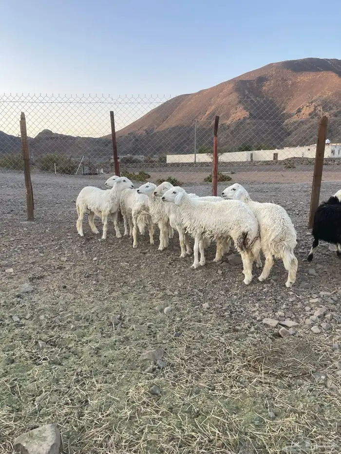 (تم البيع ) رخال حريات مراح واحد 5