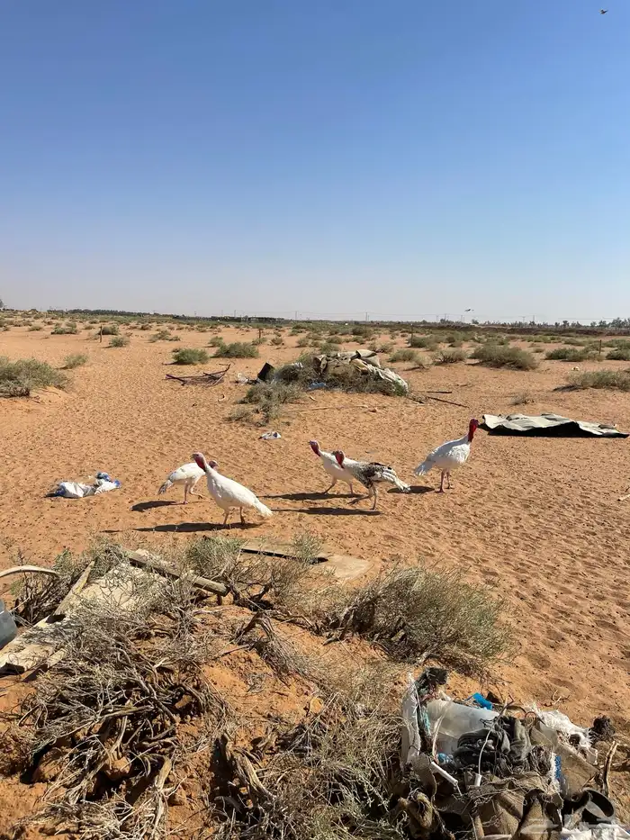 دجاج رومي بياض شرط 2