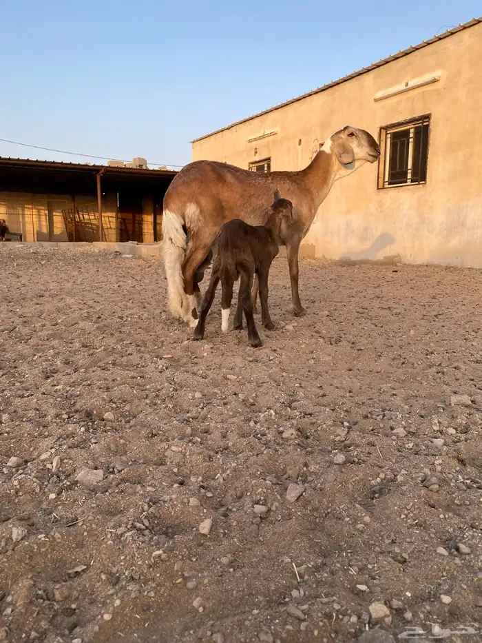 نعجه تحت خروف سواكنيه 0