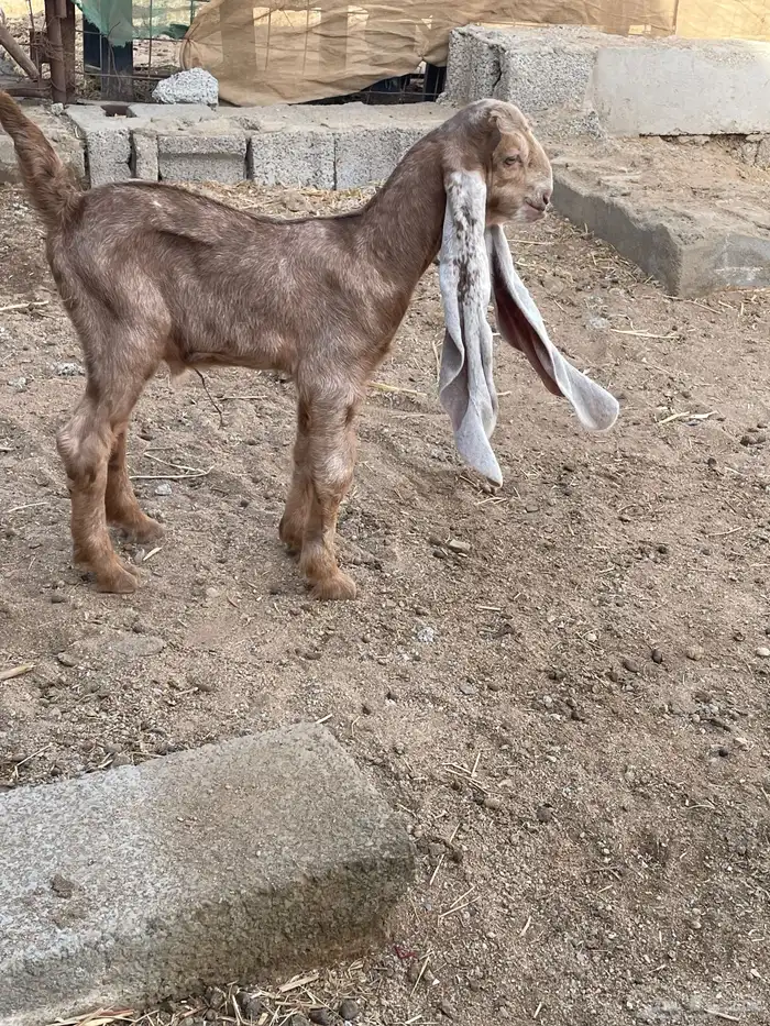 تيوس حجازي 3