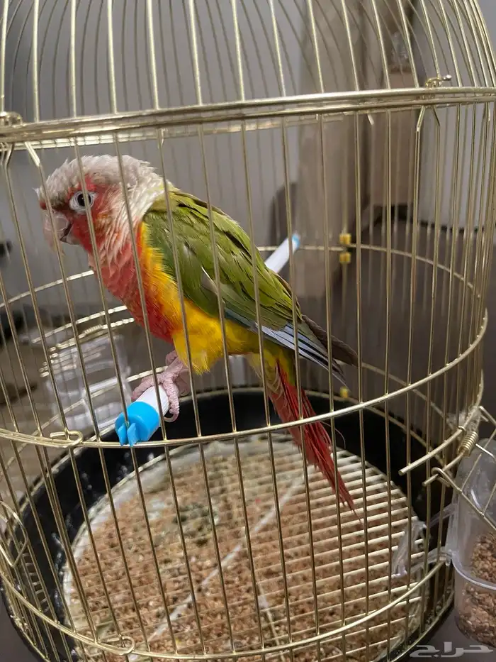 طير كنيور 4