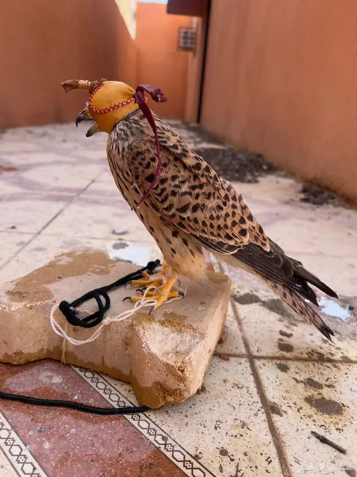 شبوط الموقع الارطاويه 0
