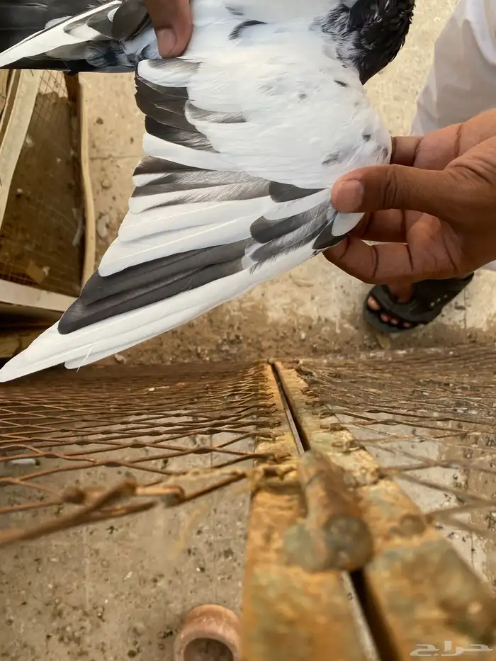حمام باكستاني 2