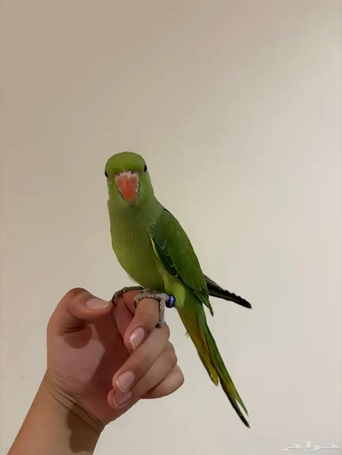 دره هندي أليفه متكلمه البيع مستعجل 18