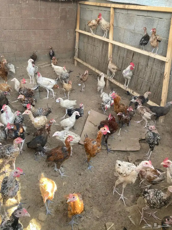 دجاج بلدي 15