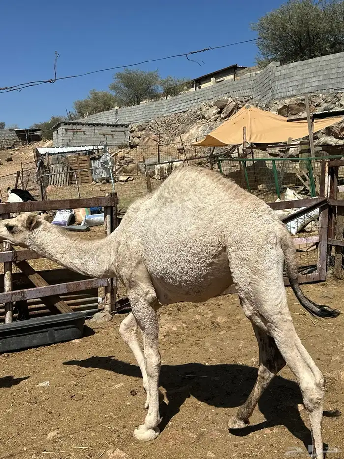 قعود للبيع 1