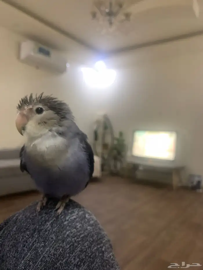 جوز روز اليفين جدا جدا جدا 9