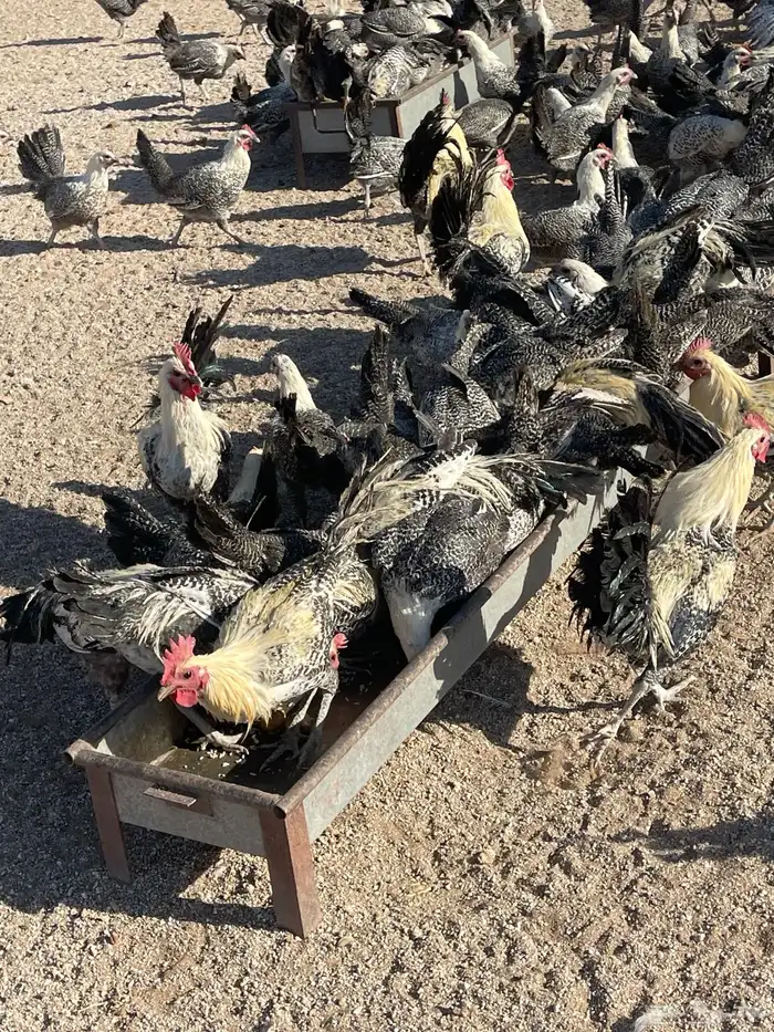 دجاج فيومي شبابي دم صافي 3