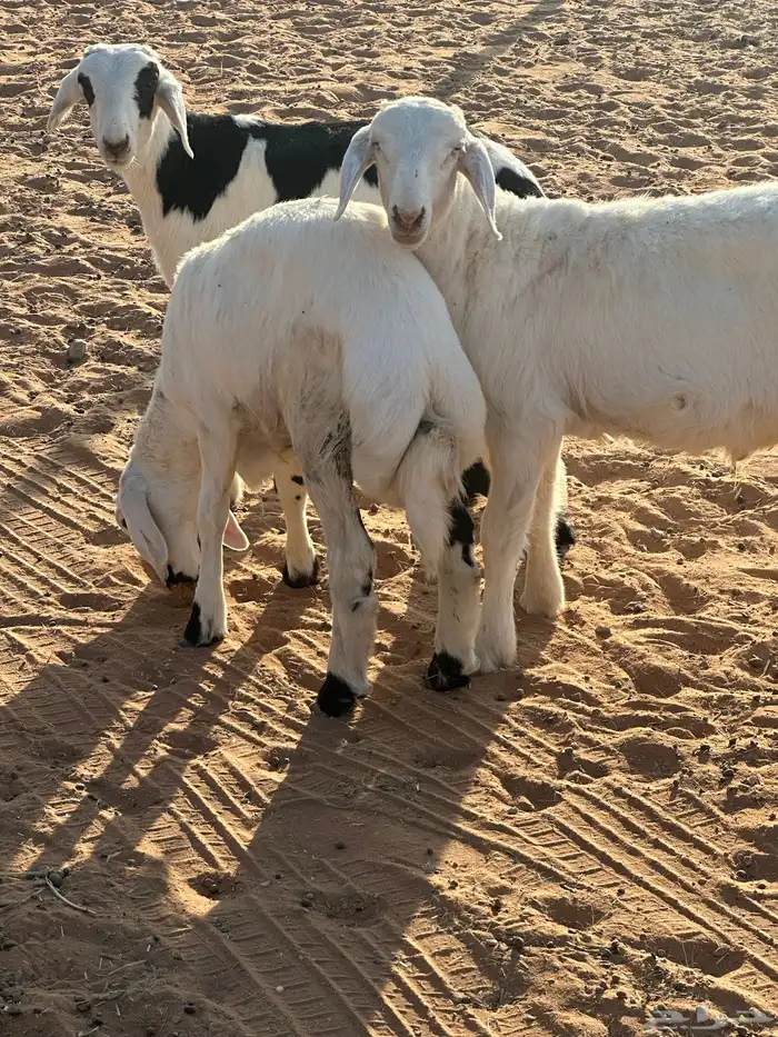 خرفان حريه 2