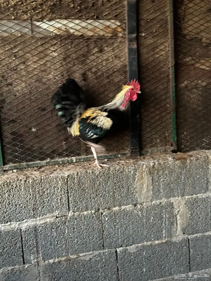 ديك فحل 2