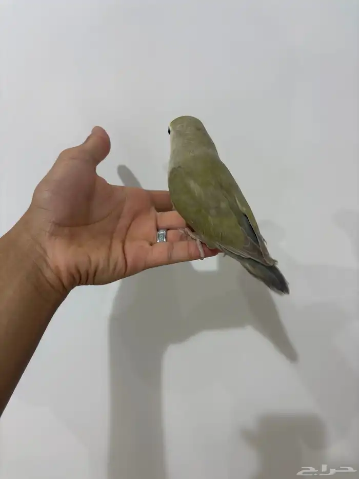 عله اليوم ما شاء الله تبارك الله أنثى للبيع حجم جامبو 5