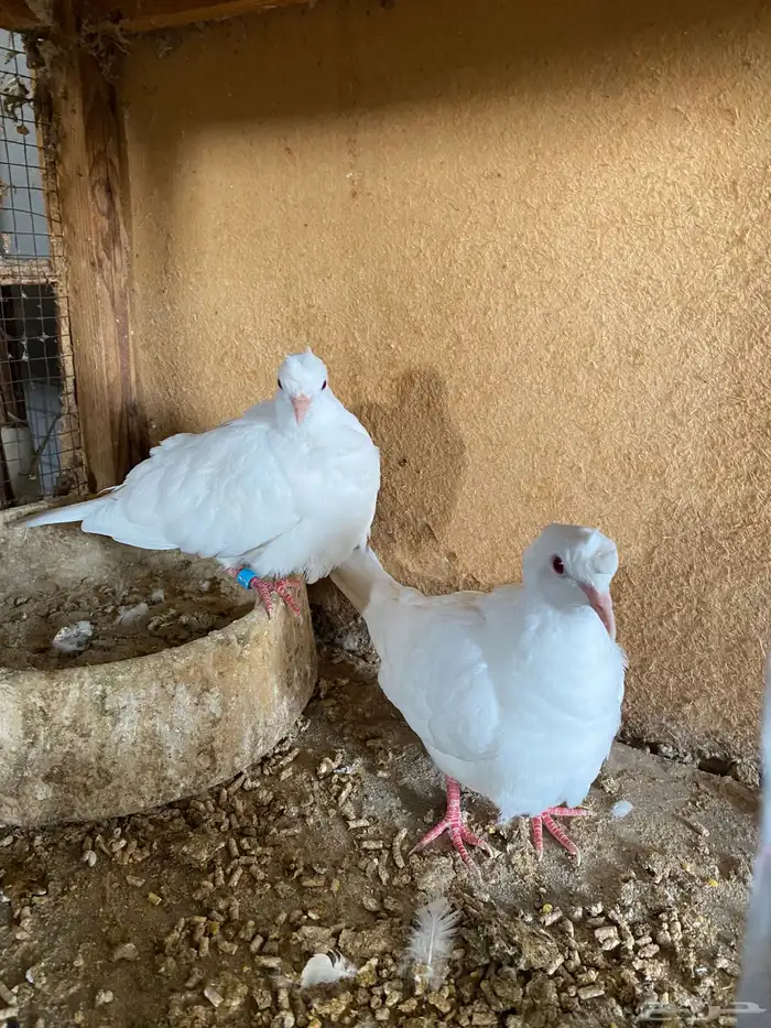للبيع حمام ياكريم دبل كرست البينو 5