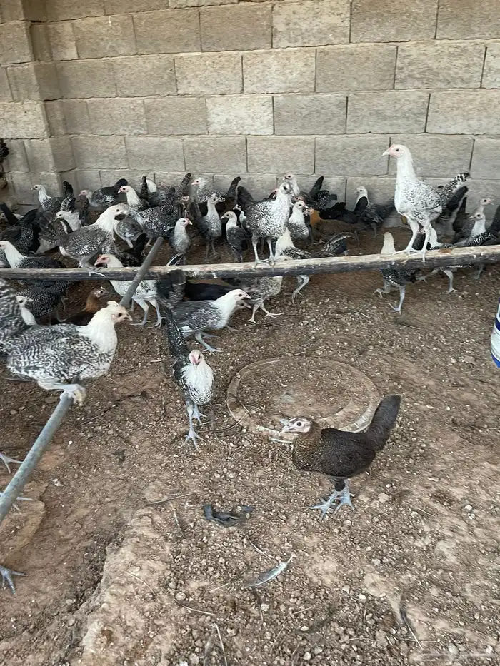 دجاج العمر 3 شهور 5