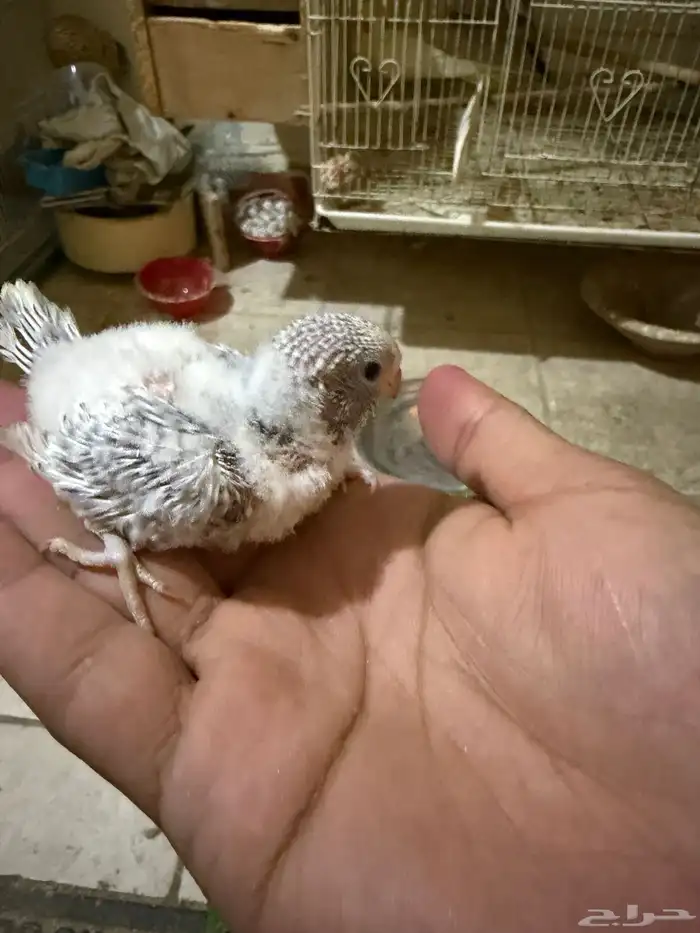 فروخ غر للبيع 4