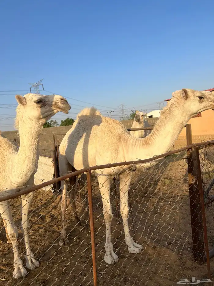 بكرتين للبيع في بريدة 0