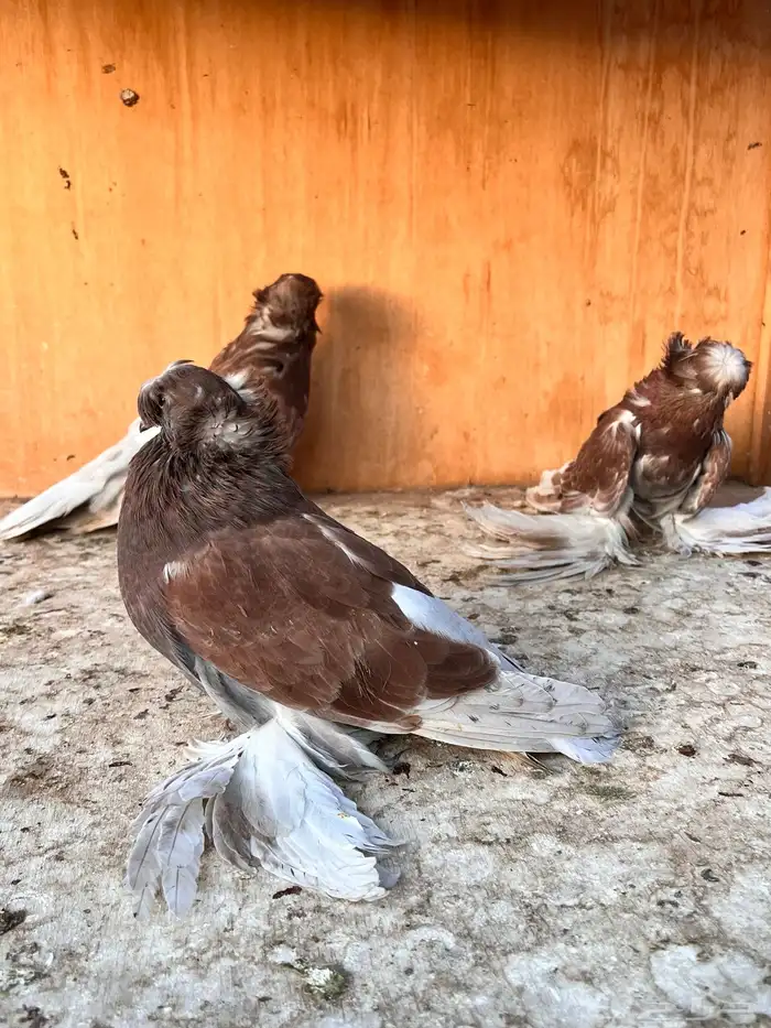 طبه بخارة ريد اش 19