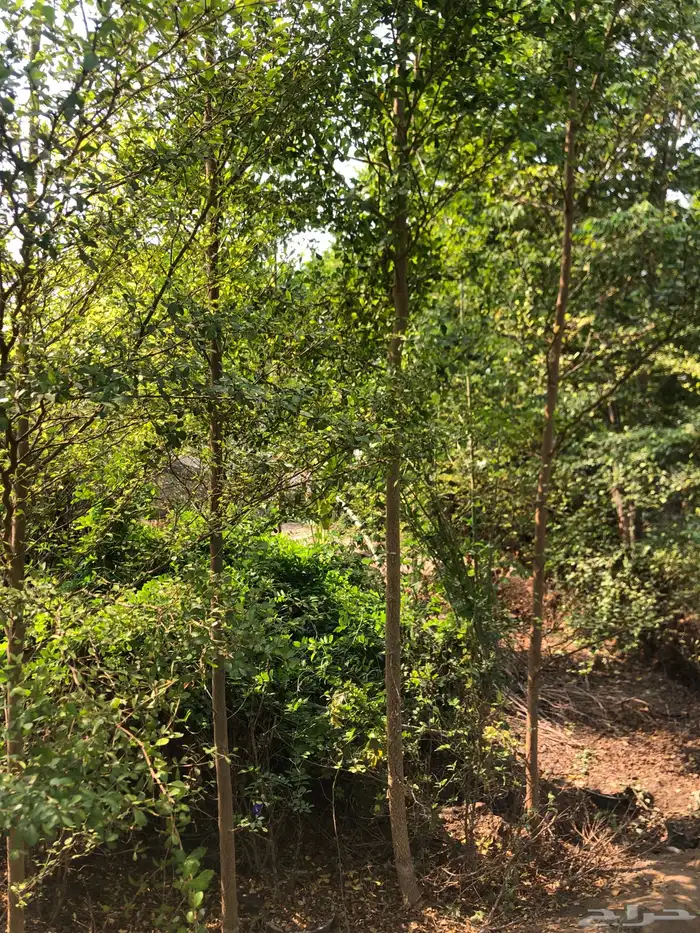 تنسيق الحدائق 9