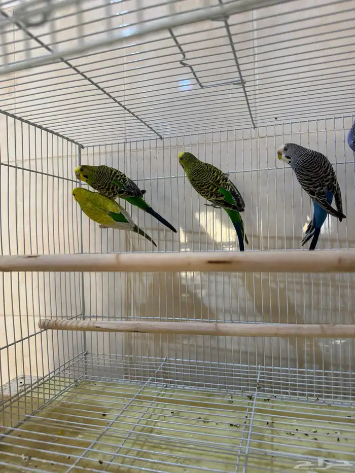 للبيع طيور حب بادجي 2