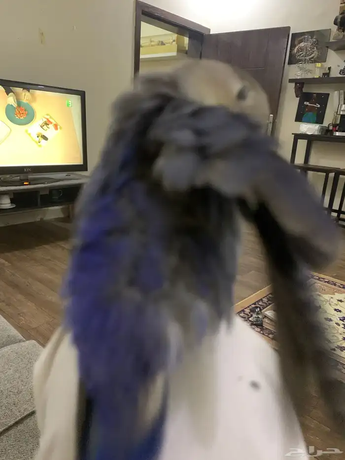 جوز روز اليفين جدا جدا جدا 19