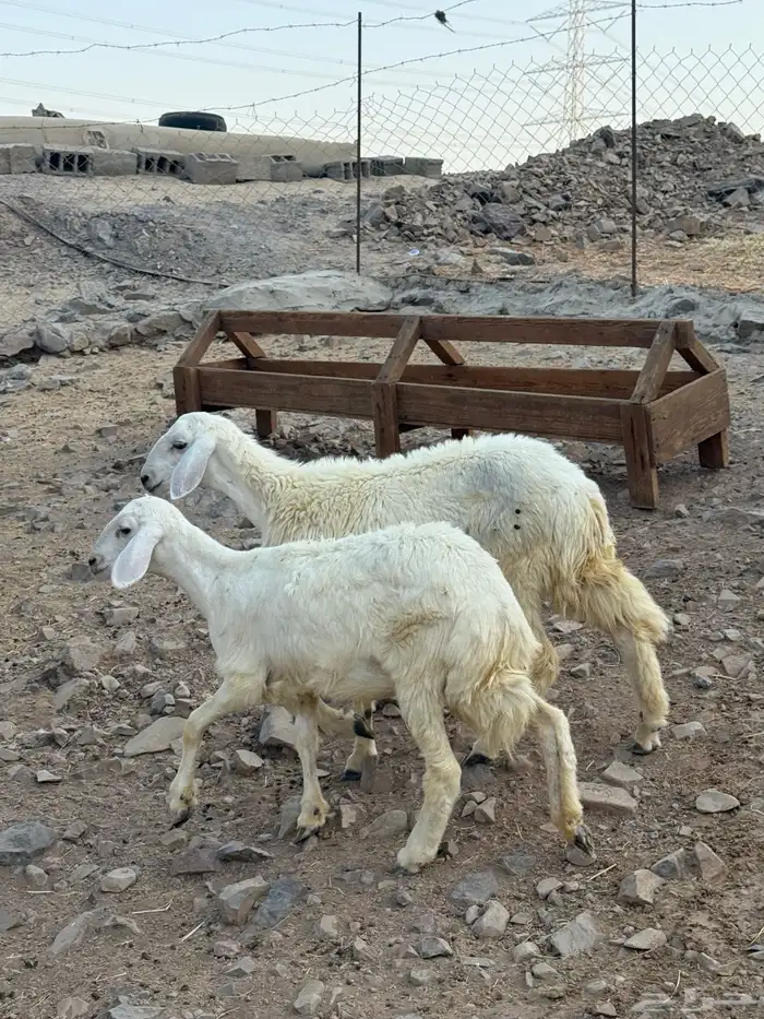 ثنتين رخال حريه 3