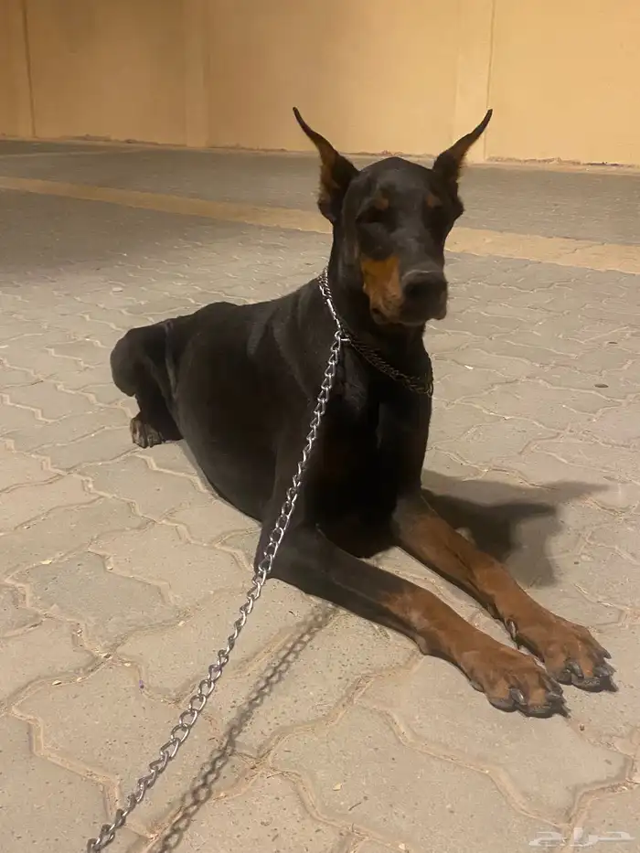 كلب دوبر مان 0