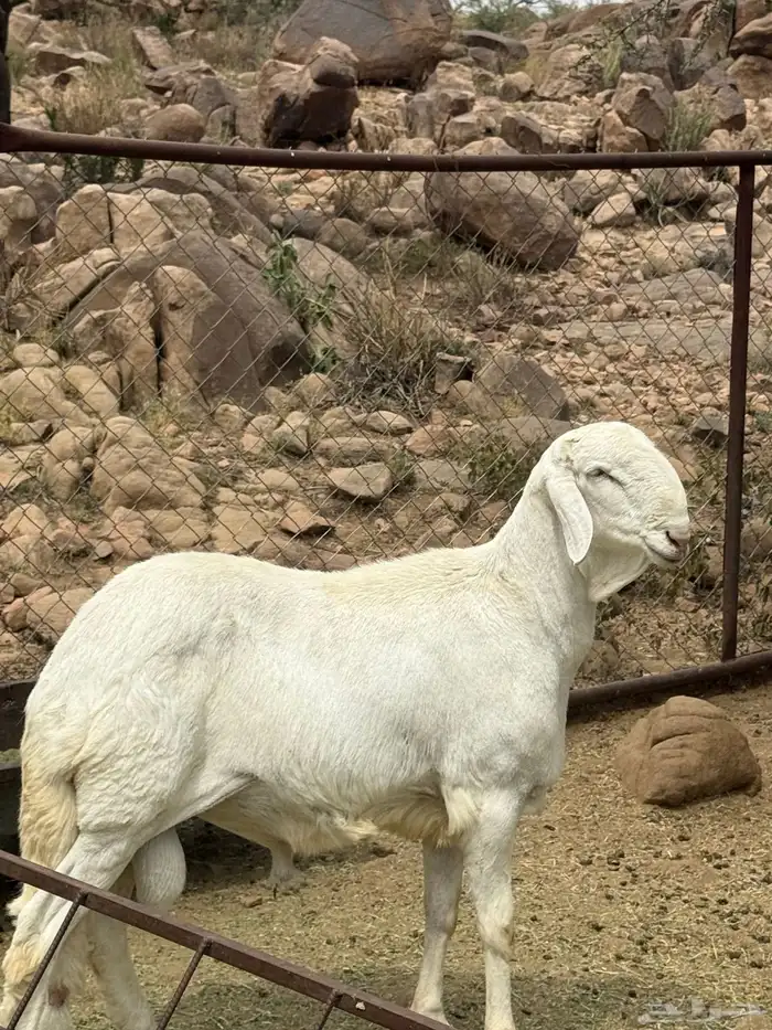 غنم للبيع 0