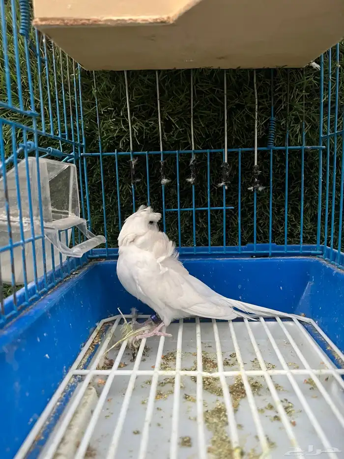 للبيع انثى هوقو 1