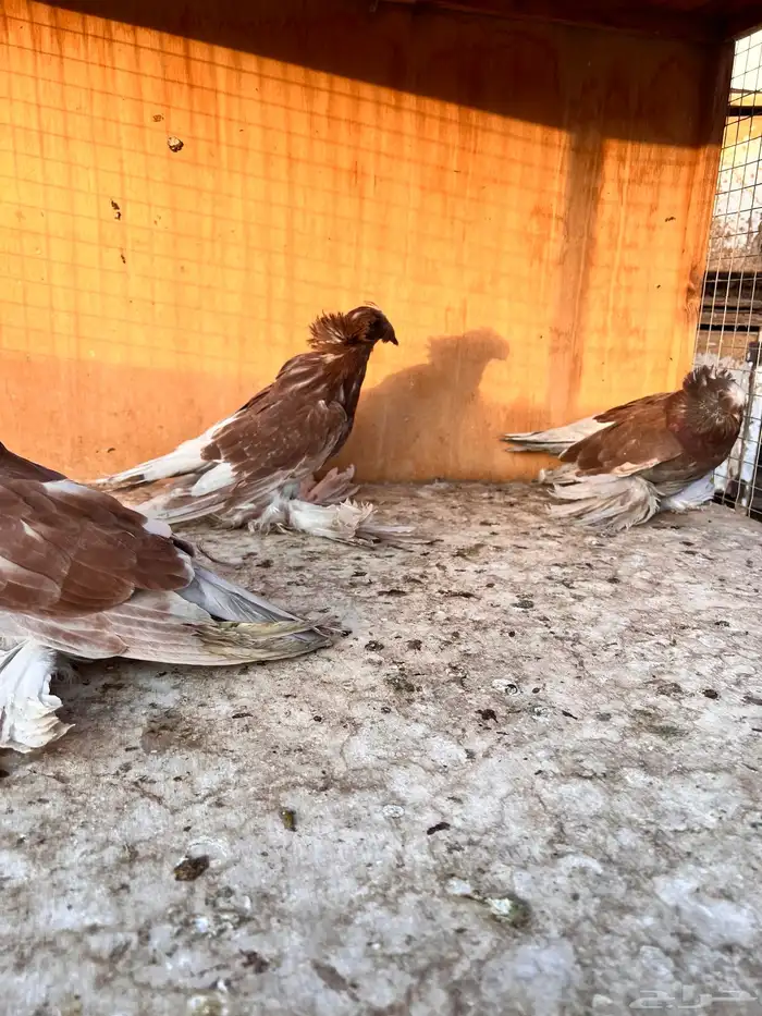طبه بخارة ريد اش 1