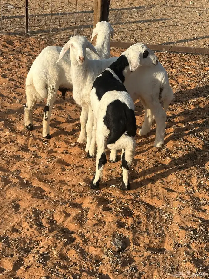 خرفان حريه 0