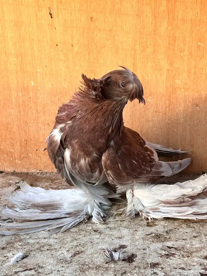 طبه بخارة ريد اش 0