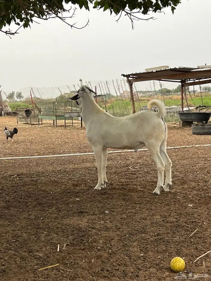 مشروع فحل بيشي فاخر 2