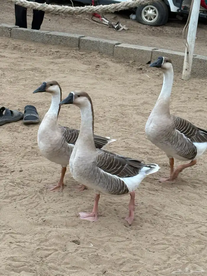 وز عراقي للبيع 2