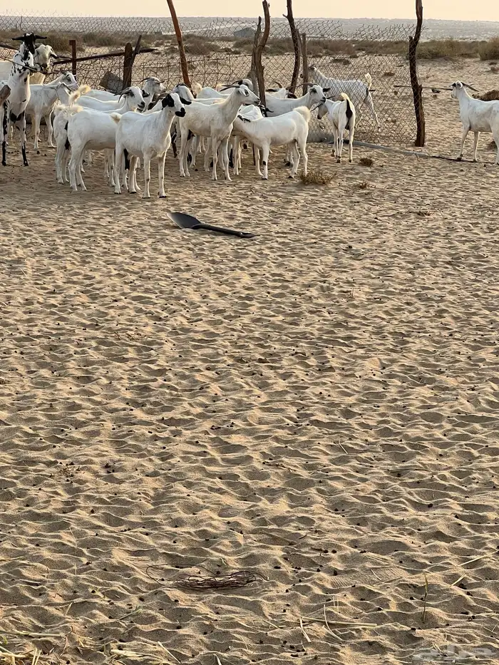 ماعز للبيع الشواق 2