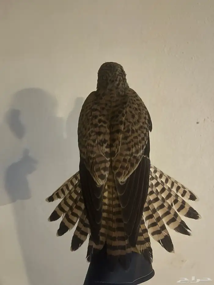 حمام ش بو ط 1