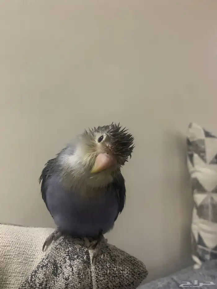 جوز روز اليفين جدا جدا جدا 8