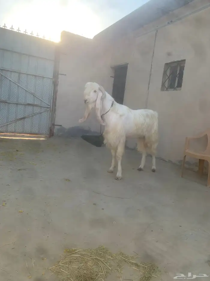 سوق المواشي الاحساء 0