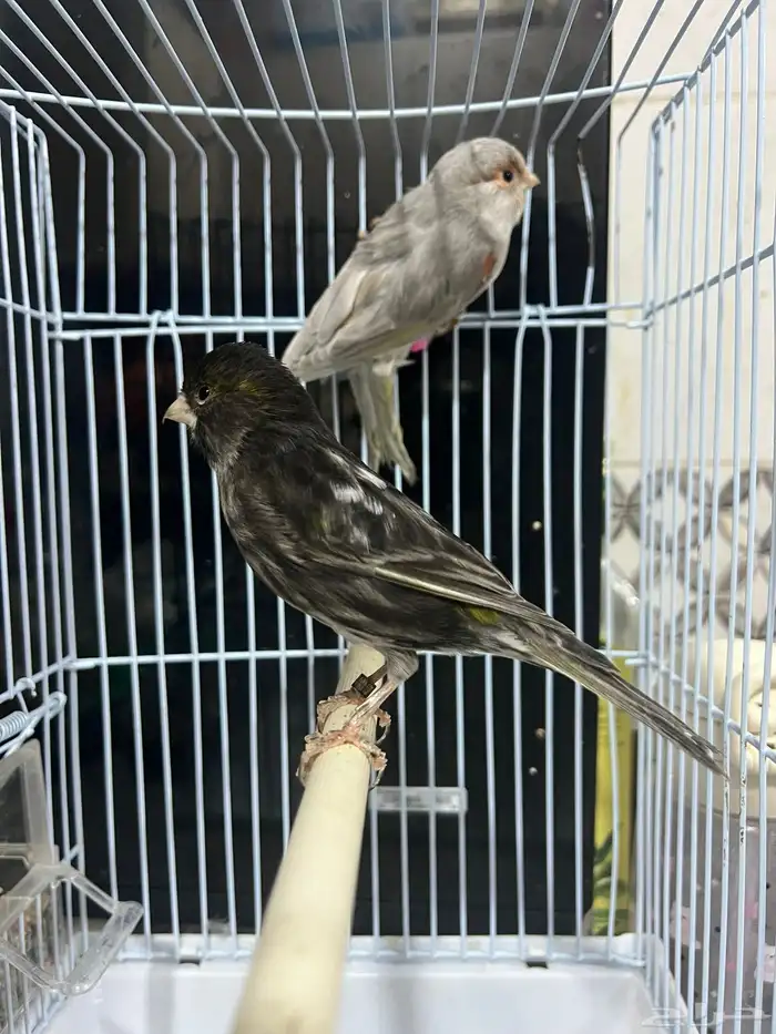 ازواج كناري 0