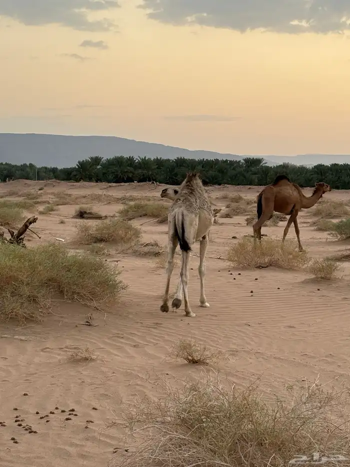 حاشي لباني سمين 0