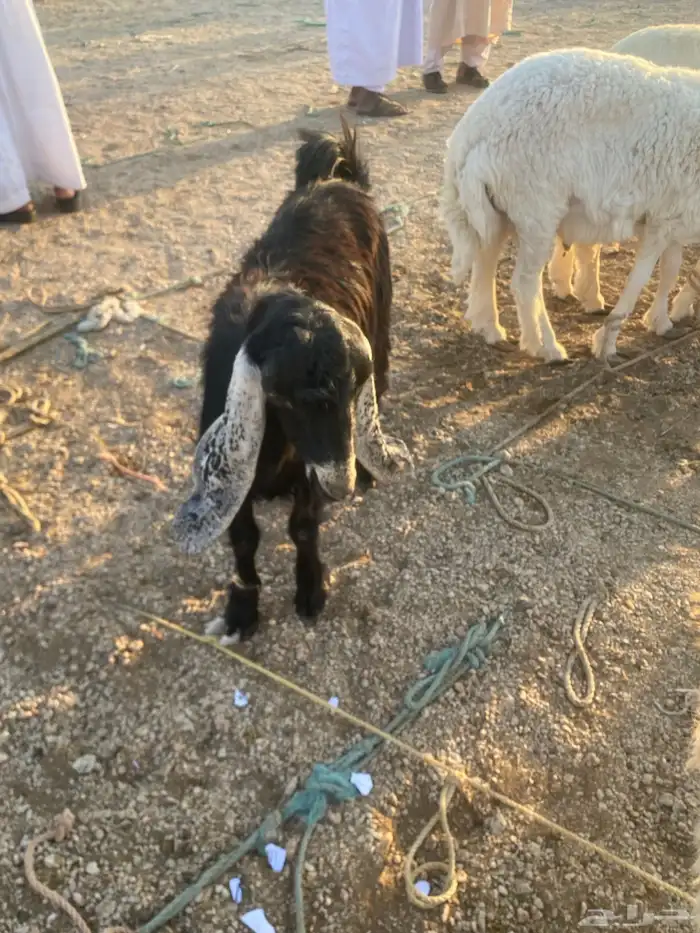 جفار 4