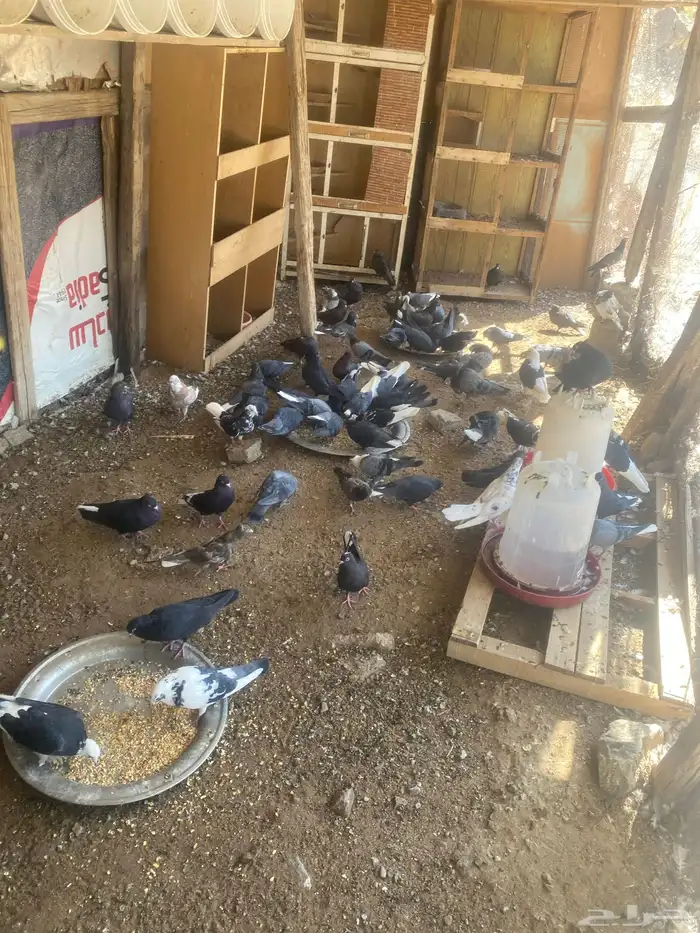 حمام قطيفي 2