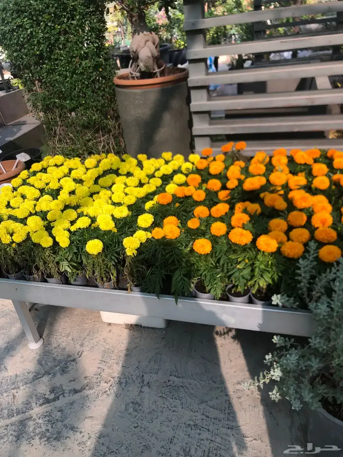 تنسيق الحدائق 17