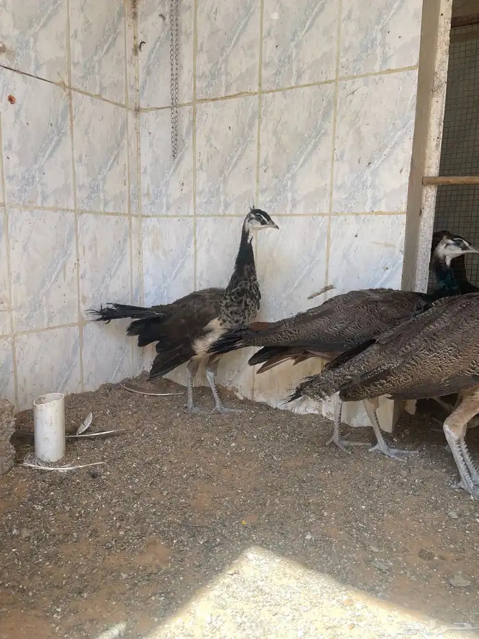 طاؤوس ازرق 1