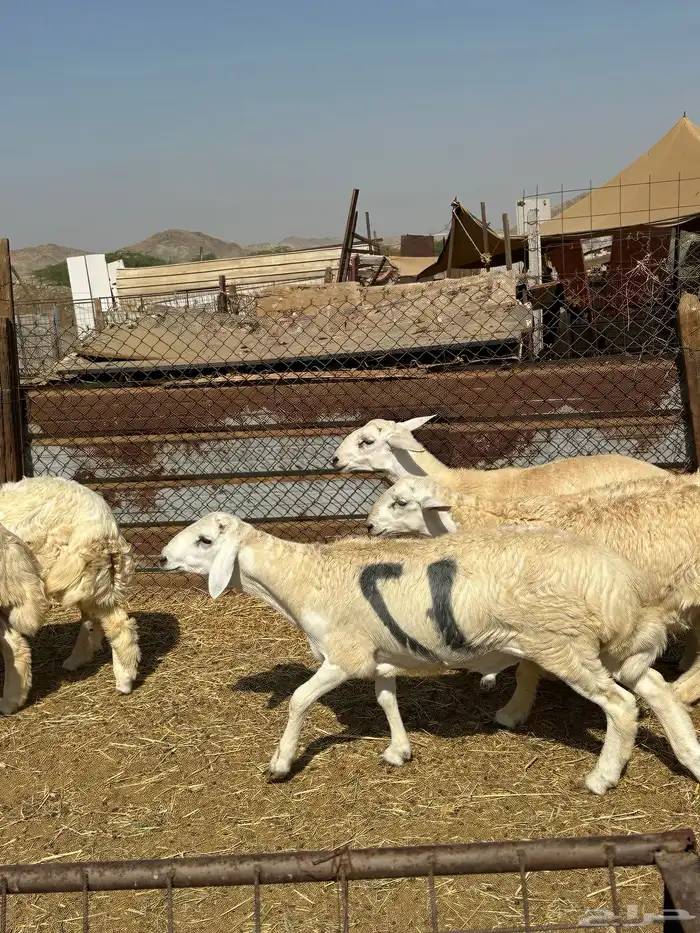 طليان حري ثلاجه مناسبات 3